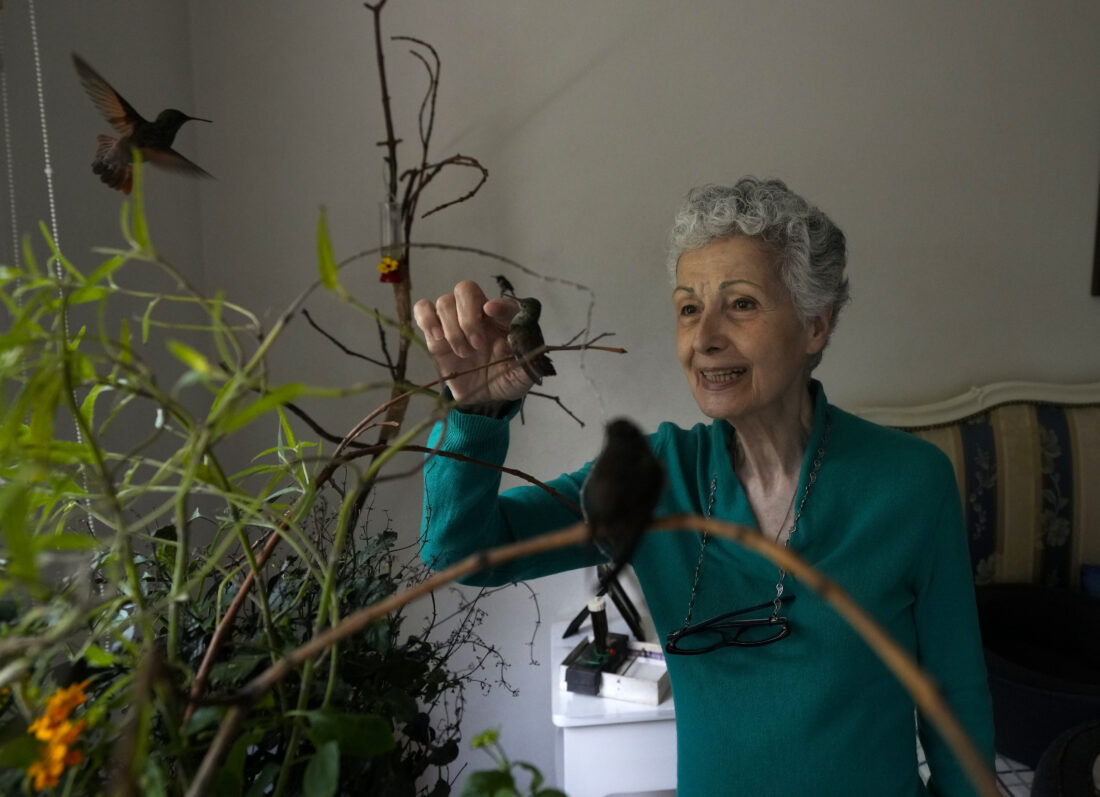 Hummingbirds Inside A woman turns her apartment into a clinic for dozens of ailing ...
